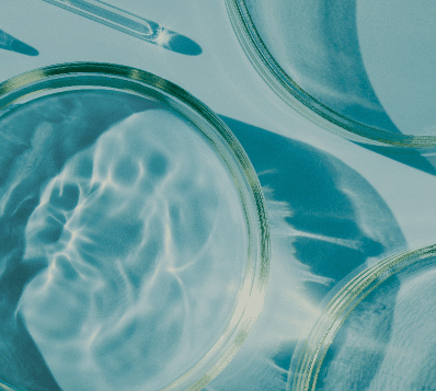 Photograph of three clear glass petri dishes on a light blue surface. The two dishes in the foreground contain water with rippling light patterns, while the third is partially visible in the background. A glass pipette casts a shadow in the upper left.